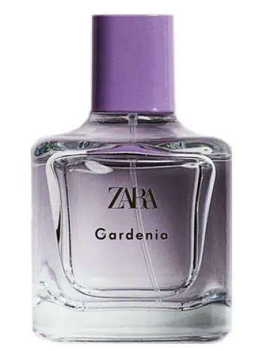 gardenia zara|Gardenia